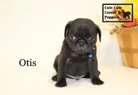 AKC Otis, a male Pug for sale in Taylorsville, NC – 6 of 9