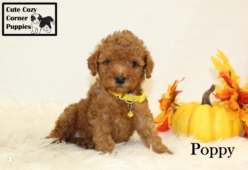 AKC Poppy – Poodle - Miniature  puppy for sale in Taylorsville, NC