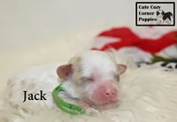 F1 Jack, a male Cavapoo for sale in Taylorsville, NC – 8 of 8