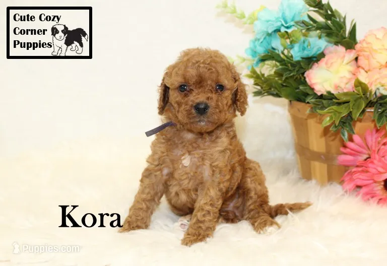 F1B Kora – Cavapoo puppy for sale in Taylorsville, NC