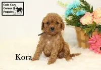 F1B Kora, a female Cavapoo for sale in Taylorsville, NC – 1 of 10