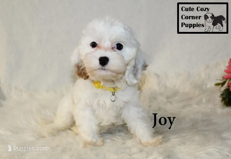 F1 Joy – Cavapoo puppy for sale in Taylorsville, NC