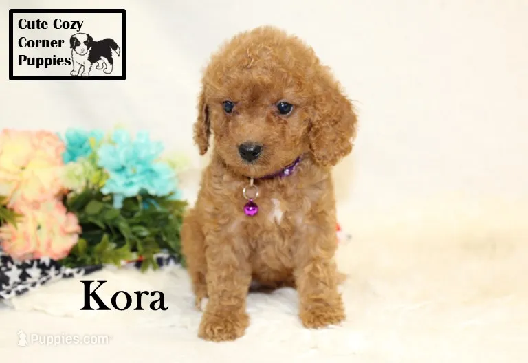 F1B Kora – Cavapoo puppy for sale in Taylorsville, NC