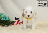 F1 Joy, a female Cavapoo for sale in Taylorsville, NC – 7 of 10