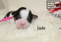 F1 Jade, a female Cavapoo for sale in Taylorsville, NC – 4 of 7