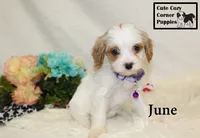 F1 June, a female Cavapoo for sale in Taylorsville, NC – 8 of 10