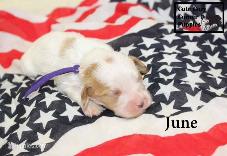 F1 June – Cavapoo puppy for sale in Taylorsville, NC