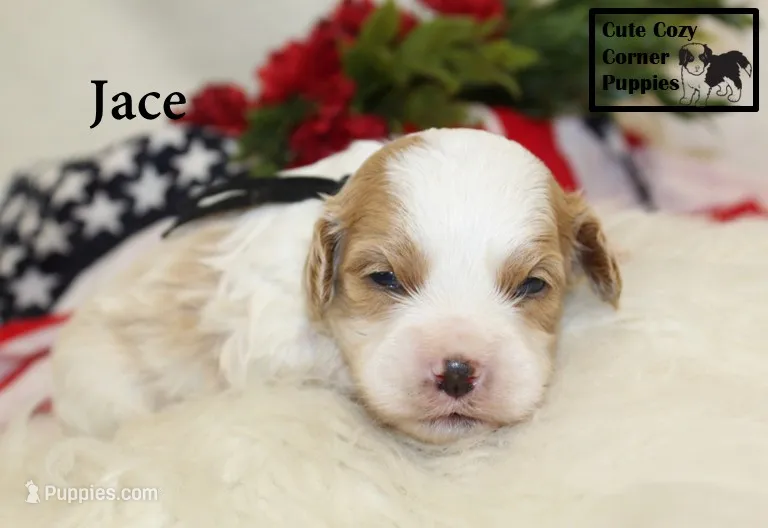 F1 Jace – Cavapoo puppy for sale in Taylorsville, NC