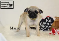 AKC Margo, a female Pug for sale in Taylorsville, NC – 2 of 9
