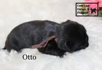 AKC Otto, a male Pug for sale in Taylorsville, NC – 4 of 5
