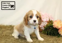 AKC Leo, a male Cavalier King Charles Spaniel for sale in Taylorsville, NC – 8 of 10