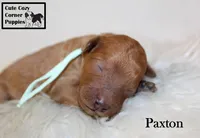 AKC Paxton, a male Poodle - Miniature  for sale in Taylorsville, NC – 2 of 6