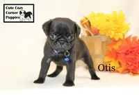 AKC Otis, a male Pug for sale in Taylorsville, NC – 8 of 9