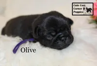AKC Olive, a female Pug for sale in Taylorsville, NC – 7 of 7