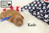 F1B Kade, a male Cavapoo for sale in Taylorsville, NC – 10 of 10