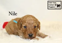 F1B Nile, a male Cavapoo for sale in Taylorsville, NC – 8 of 9