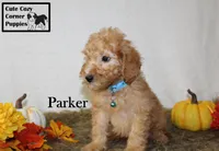 AKC Parker, a male Poodle - Miniature  for sale in Taylorsville, NC – 4 of 8
