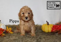 AKC Pippa, a female Poodle - Miniature  for sale in Taylorsville, NC – 2 of 8