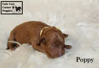 AKC Poppy, a female Poodle - Miniature  for sale in Taylorsville, NC – 2 of 6