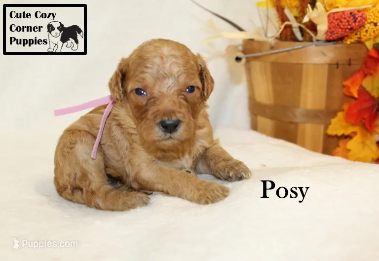 AKC Posy – Poodle - Miniature  puppy for sale in Taylorsville, NC