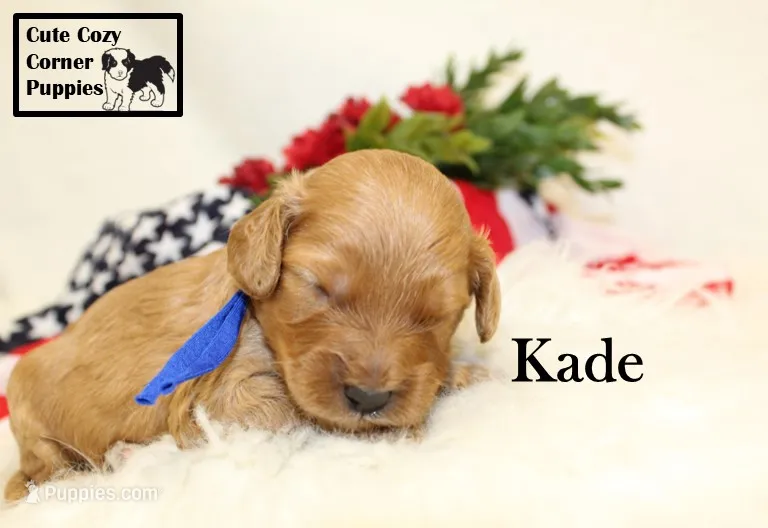 F1B Kade – Cavapoo puppy for sale in Taylorsville, NC