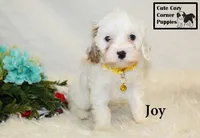F1 Joy, a female Cavapoo for sale in Taylorsville, NC – 2 of 10