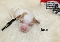 F1 Jace, a male Cavapoo for sale in Taylorsville, NC – 3 of 6