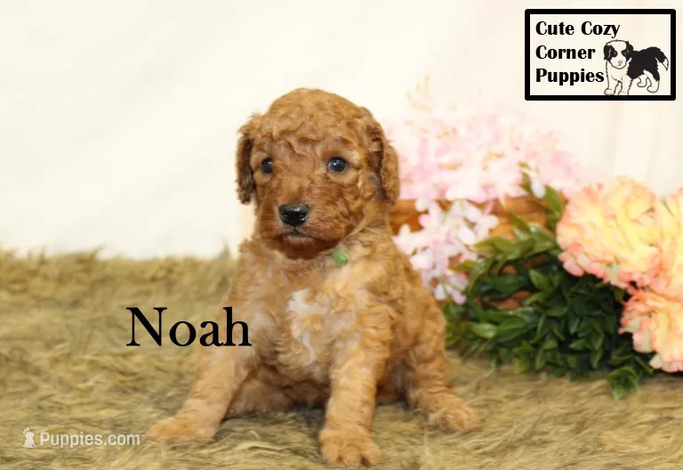 F1B Noah – Cavapoo puppy for sale in Taylorsville, NC