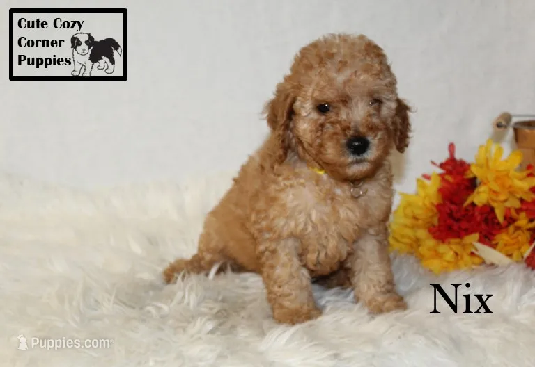F1B Nix – Cavapoo puppy for sale in Taylorsville, NC