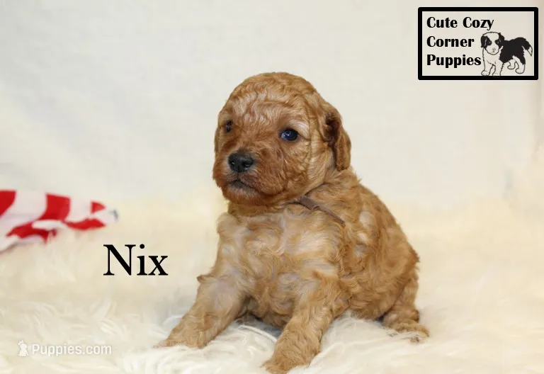 F1B Nix – Cavapoo puppy for sale in Taylorsville, NC