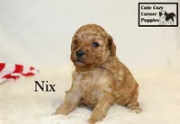 F1B Nix, a male Cavapoo for sale in Taylorsville, NC – 1 of 7