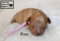 AKC Posy, a female Poodle - Miniature  for sale in Taylorsville, NC – 2 of 6