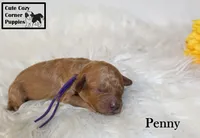 AKC Penny, a female Poodle - Miniature  for sale in Taylorsville, NC – 5 of 5