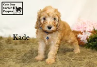 F1B Kade, a male Cavapoo for sale in Taylorsville, NC – 7 of 10