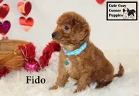 F1B Fido, a male Cavapoo for sale in Taylorsville, NC – Photo 3 of 10
