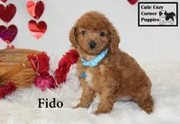 F1B Fido, a male Cavapoo for sale in Taylorsville, NC – Photo 4 of 10