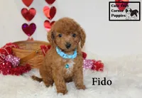 F1B Fido, a male Cavapoo for sale in Taylorsville, NC – Photo 6 of 10