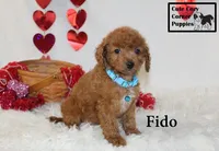 F1B Fido, a male Cavapoo for sale in Taylorsville, NC – Photo 5 of 10