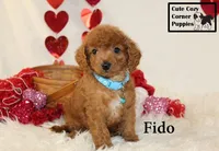 F1B Fido, a male Cavapoo for sale in Taylorsville, NC – Photo 1 of 10