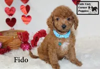 F1B Fido, a male Cavapoo for sale in Taylorsville, NC – Photo 2 of 10