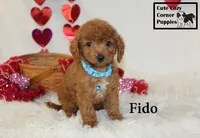 F1B Fido, a male Cavapoo for sale in Taylorsville, NC – Photo 7 of 10