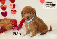 F1B Fido, a male Cavapoo for sale in Taylorsville, NC – Photo 10 of 10