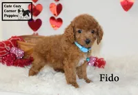 F1B Fido, a male Cavapoo for sale in Taylorsville, NC – Photo 8 of 10