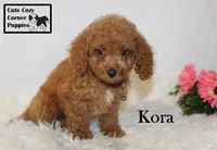 F1B Kora, a female Cavapoo for sale in Taylorsville, NC – 7 of 9