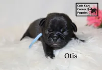 AKC Otis, a male Pug for sale in Taylorsville, NC – 4 of 5