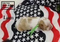AKC Liam, a male Cavalier King Charles Spaniel for sale in Taylorsville, NC – 2 of 9