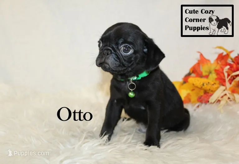 AKC Otto – Pug puppy for sale in Taylorsville, NC
