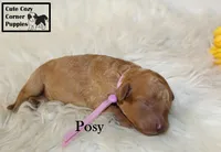 AKC Posy, a female Poodle - Miniature  for sale in Taylorsville, NC – 5 of 6
