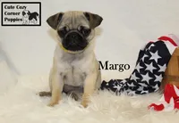 AKC Margo, a female Pug for sale in Taylorsville, NC – 8 of 9