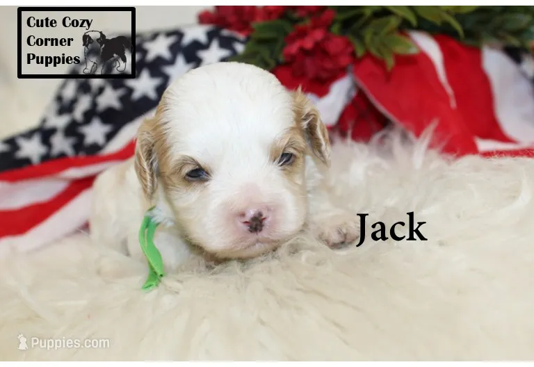 F1 Jack – Cavapoo puppy for sale in Taylorsville, NC